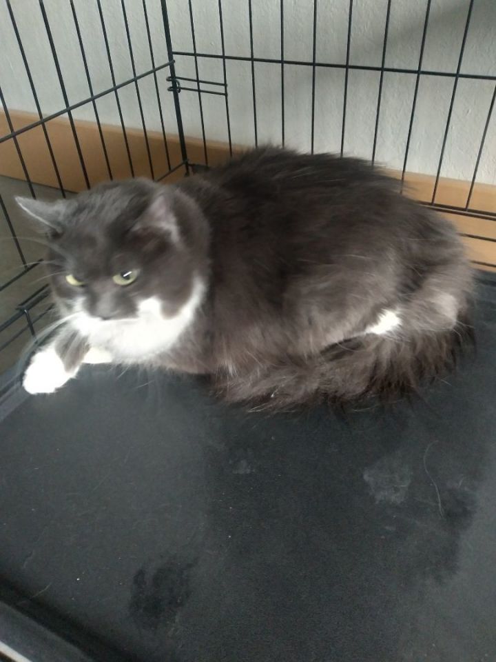 Fallon Animal Shelter Photos Flash Sales innoem.eng.psu.ac.th