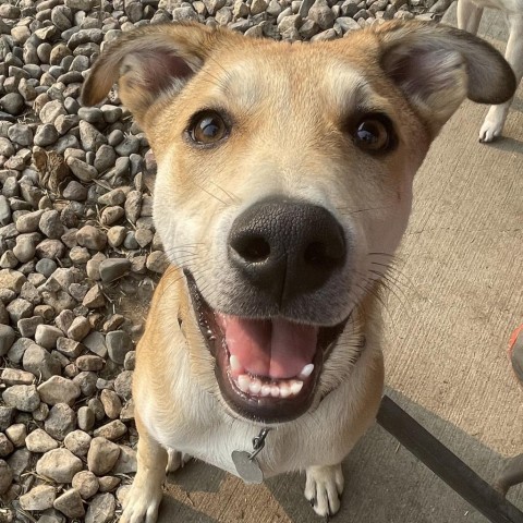 Lil Johnny, an adoptable Labrador Retriever in Sioux Falls, SD, 57106 | Photo Image 1