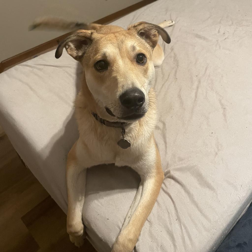 Lil Johnny, an adoptable Labrador Retriever in Sioux Falls, SD, 57106 | Photo Image 1