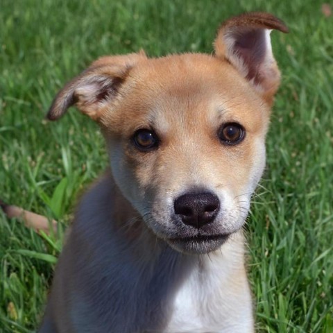 Lil Johnny, an adoptable Labrador Retriever in Sioux Falls, SD, 57106 | Photo Image 2