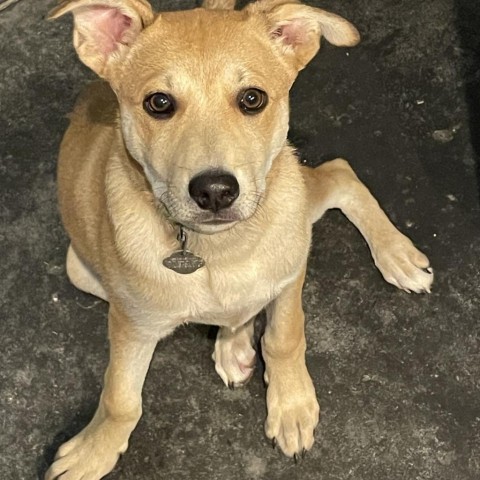 Lil Johnny, an adoptable Labrador Retriever in Sioux Falls, SD, 57106 | Photo Image 2