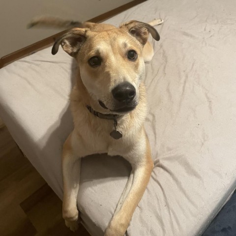 Lil Johnny, an adoptable Labrador Retriever in Sioux Falls, SD, 57106 | Photo Image 2