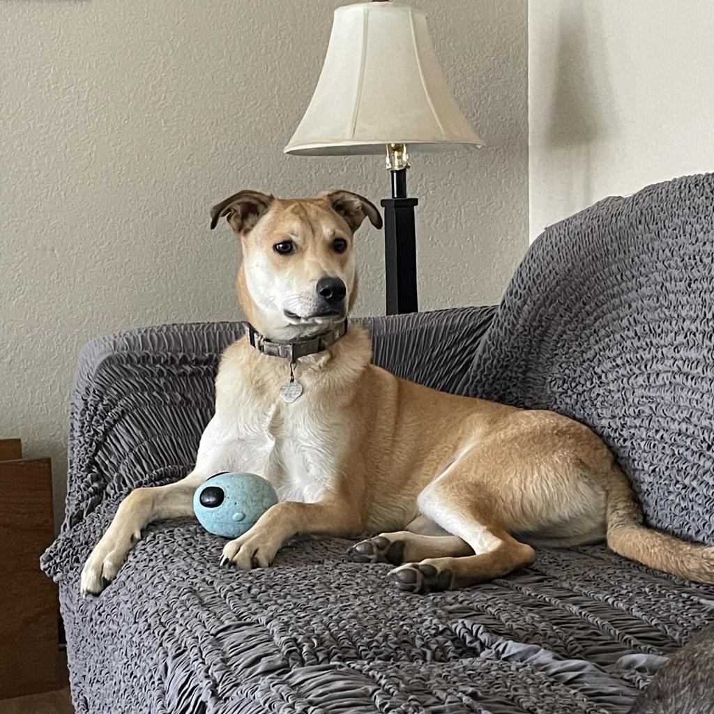 Lil Johnny, an adoptable Labrador Retriever in Sioux Falls, SD, 57106 | Photo Image 2