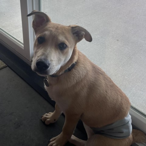 Lil Johnny, an adoptable Labrador Retriever in Sioux Falls, SD, 57106 | Photo Image 3