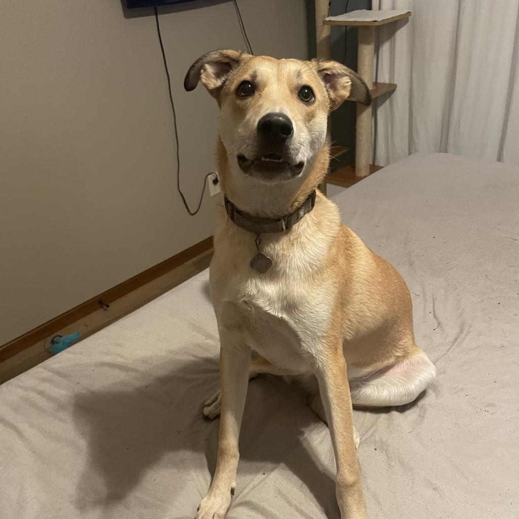 Lil Johnny, an adoptable Labrador Retriever in Sioux Falls, SD, 57106 | Photo Image 4