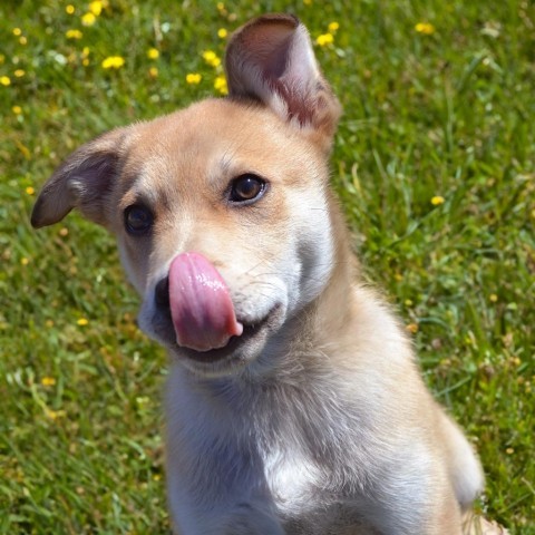 Lil Johnny, an adoptable Labrador Retriever in Sioux Falls, SD, 57106 | Photo Image 5