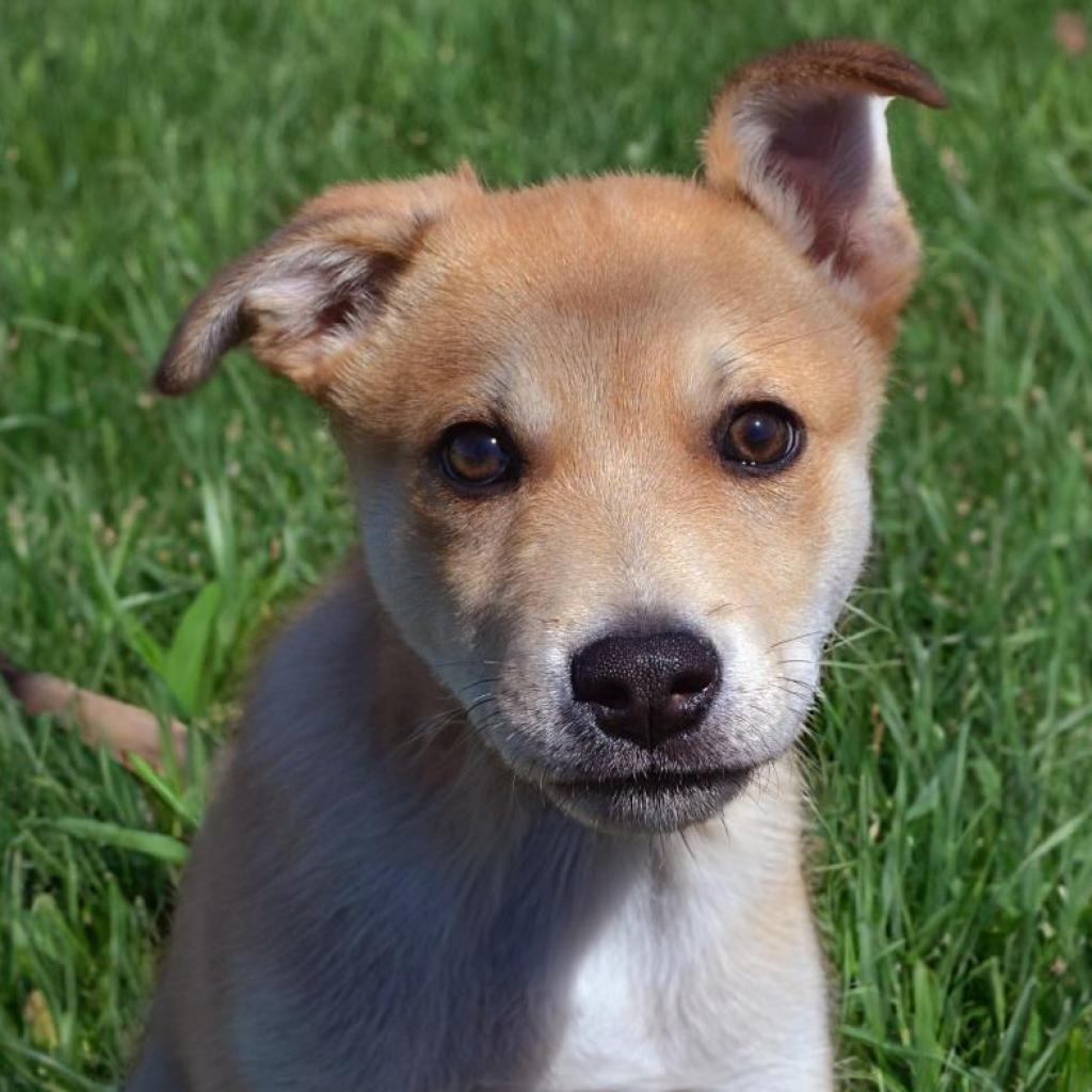 Lil Johnny, an adoptable Labrador Retriever in Sioux Falls, SD, 57106 | Photo Image 6