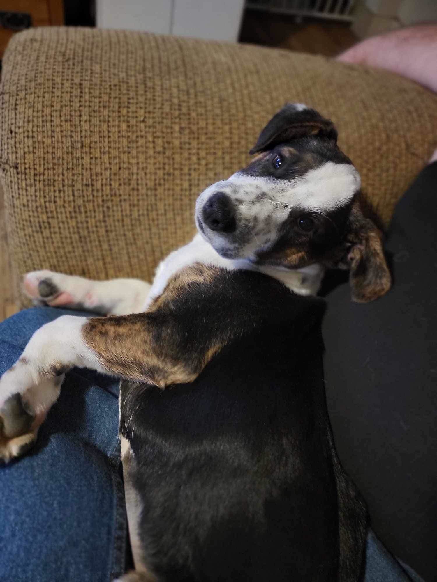 Biscuit