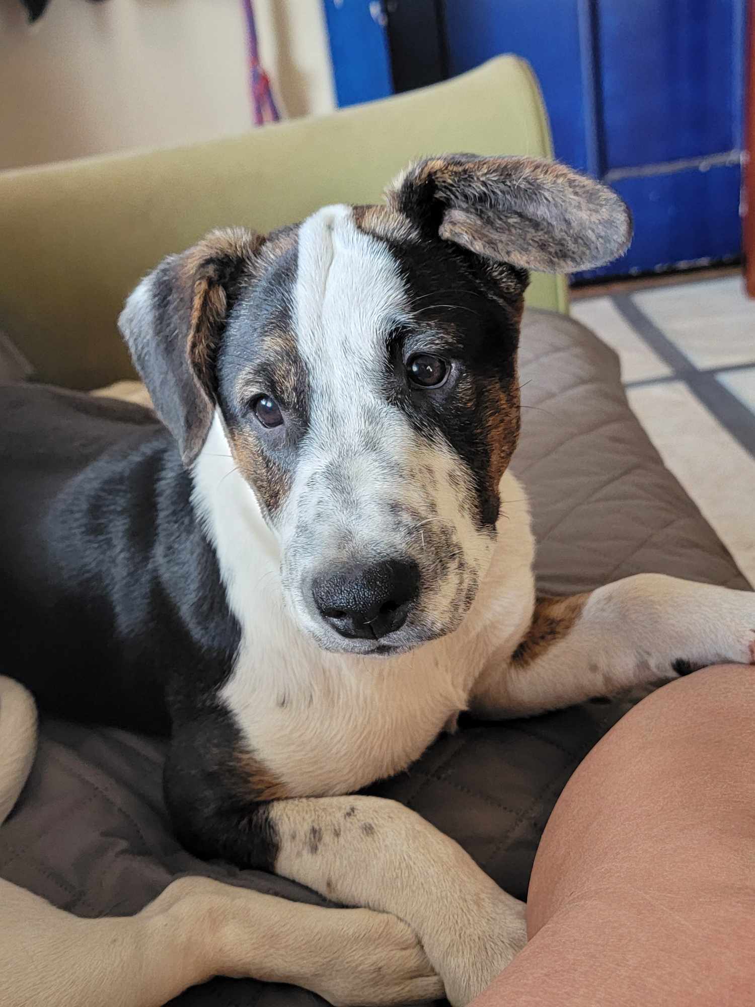 Biscuit
