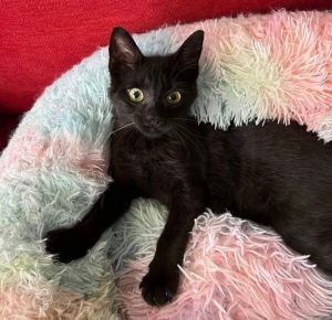 Chibi, Young Female Domestic Short Hair