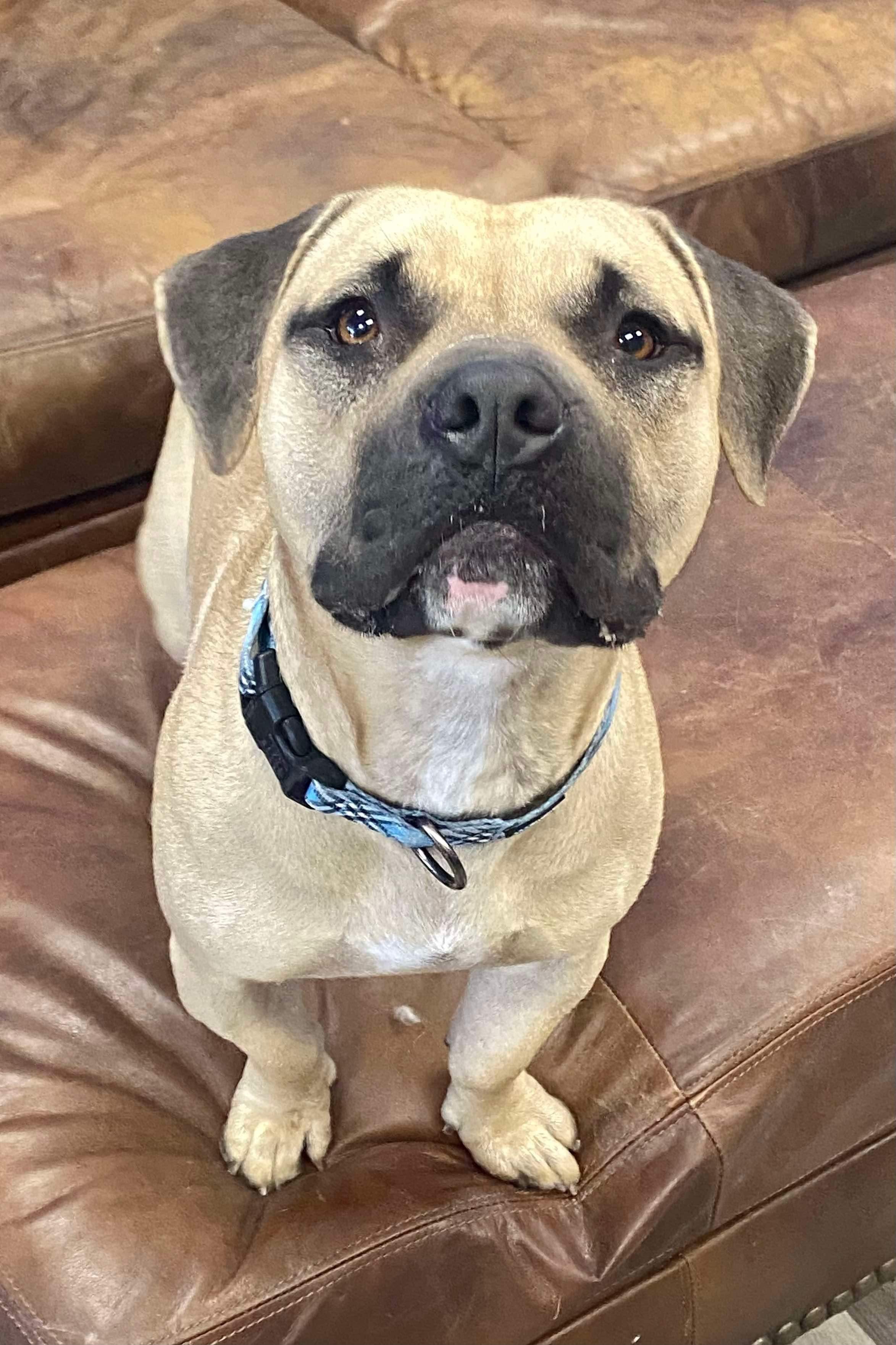 Shorty, an adoptable Pit Bull Terrier, Pug in Phoenix, AZ, 85032 | Photo Image 5