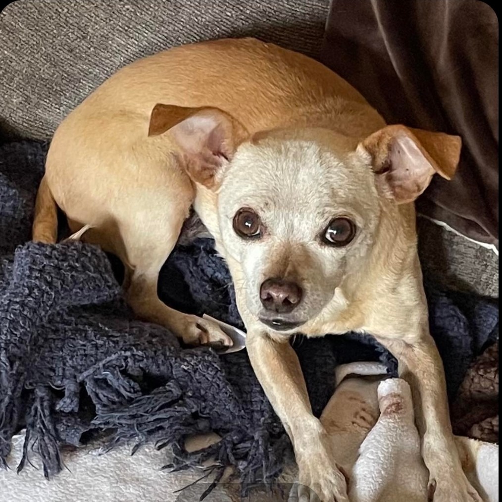 Scrappy OS NV, an adoptable Chihuahua in Las Vegas, NV, 89145 | Photo Image 1