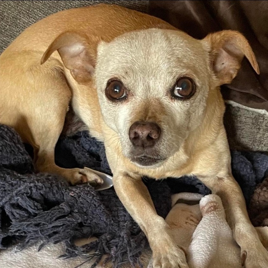 Scrappy OS NV, an adoptable Chihuahua in Las Vegas, NV, 89145 | Photo Image 2