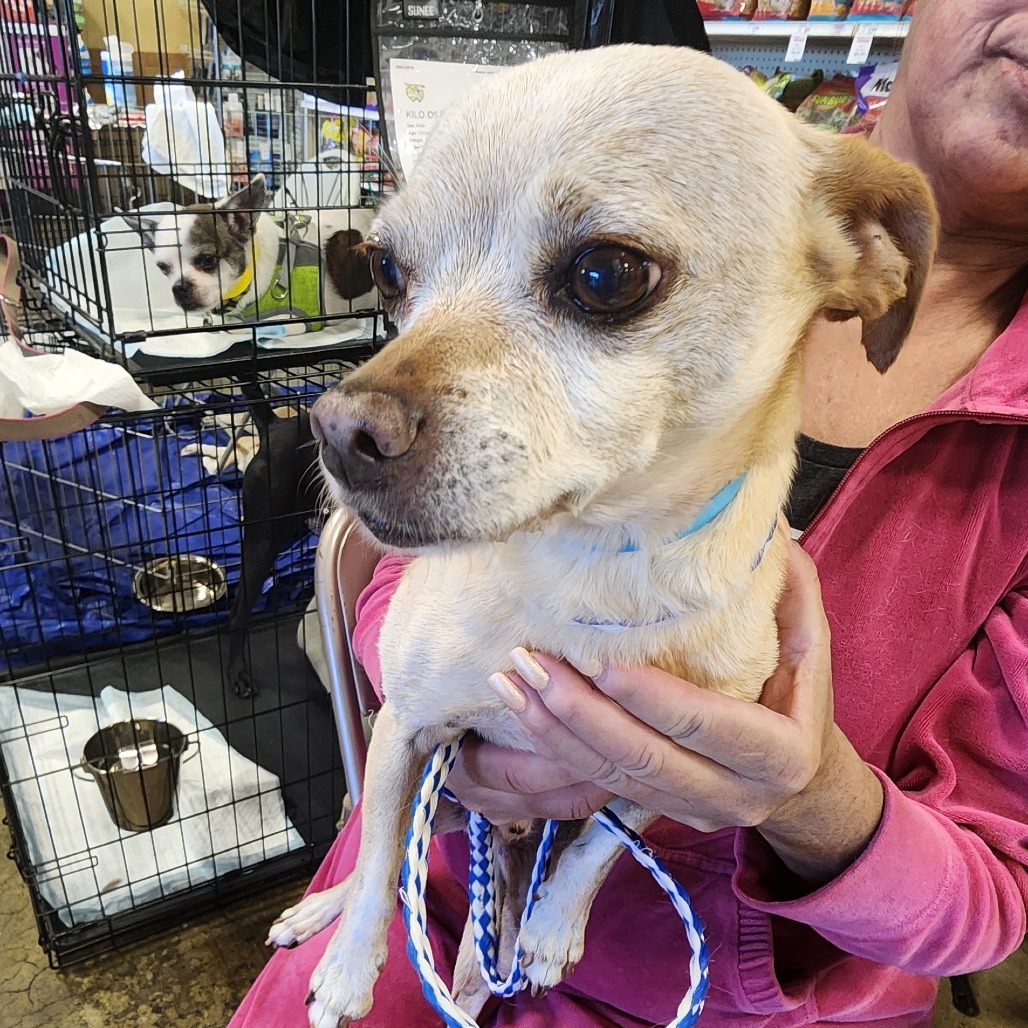Scrappy OS NV, an adoptable Chihuahua in Las Vegas, NV, 89145 | Photo Image 3