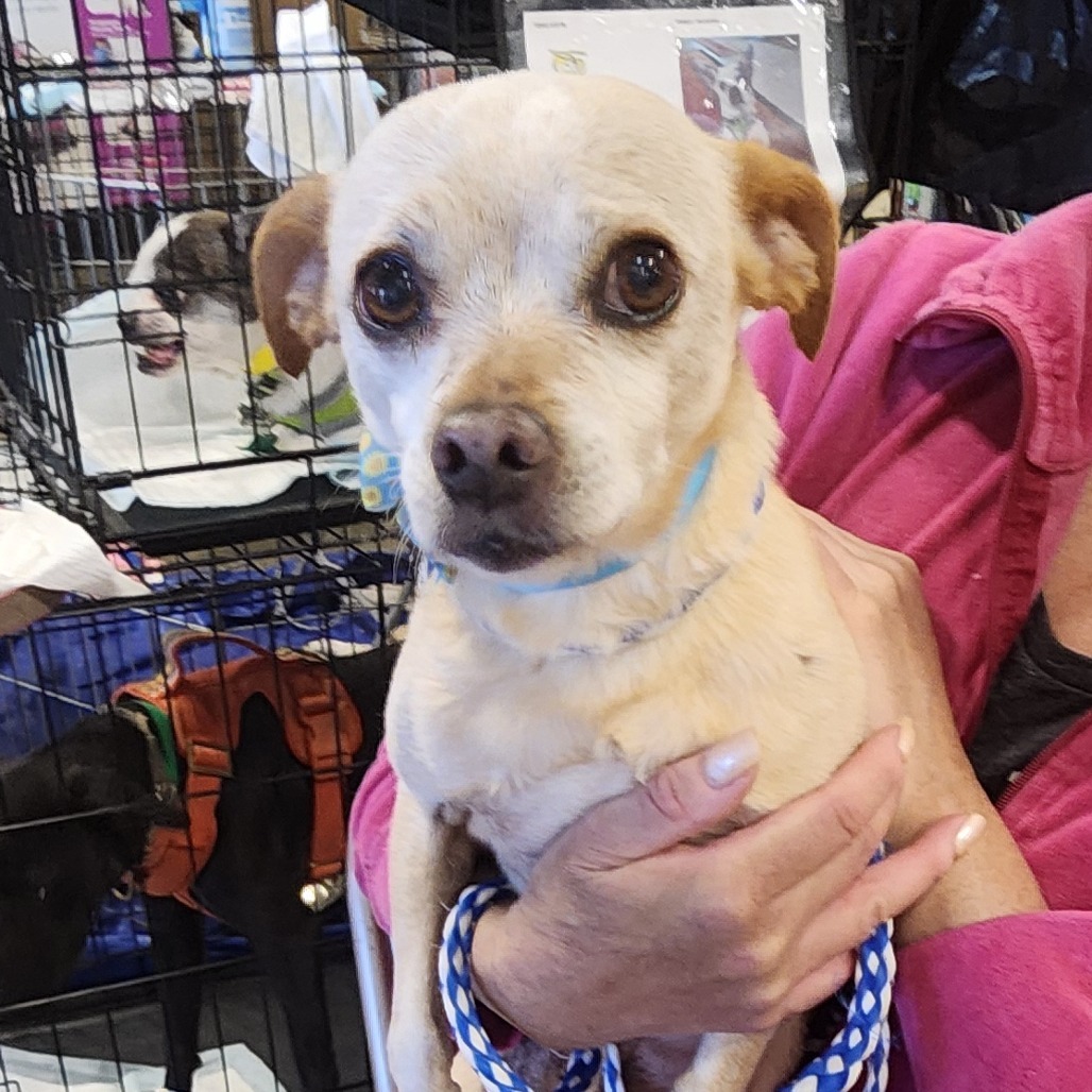 Scrappy OS NV, an adoptable Chihuahua in Las Vegas, NV, 89145 | Photo Image 4
