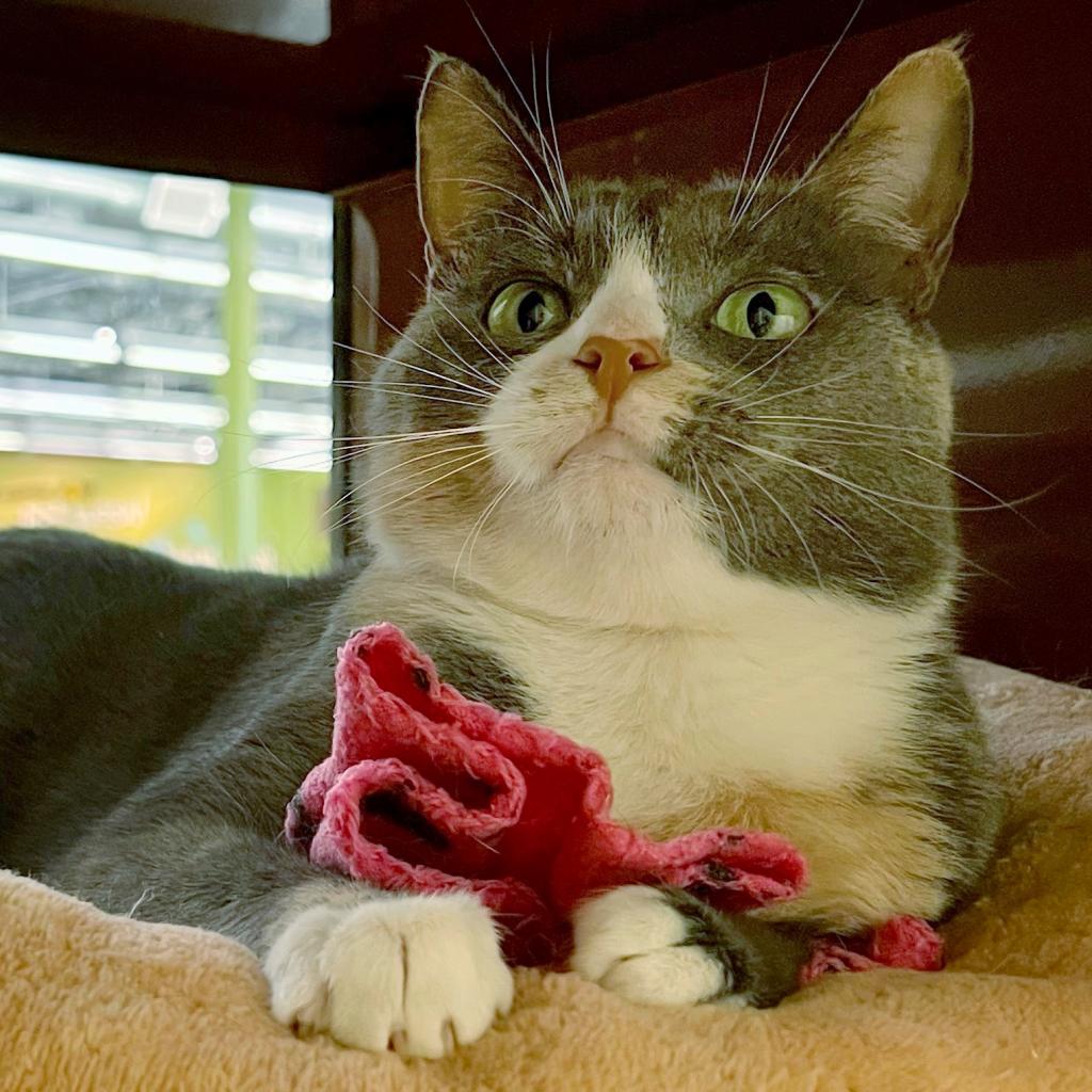 Kiera, an adoptable Domestic Short Hair in Morgan Hill, CA, 95038 | Photo Image 2
