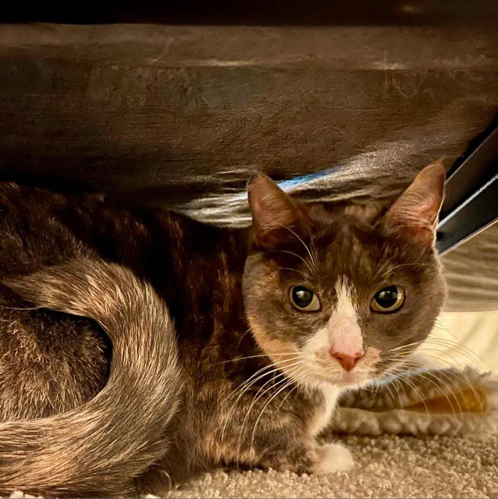 Kiera, an adoptable Domestic Short Hair in Morgan Hill, CA, 95038 | Photo Image 3