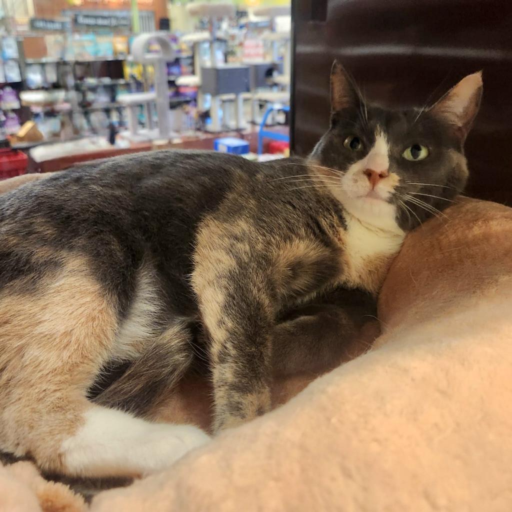 Kiera, an adoptable Domestic Short Hair in Morgan Hill, CA, 95038 | Photo Image 4