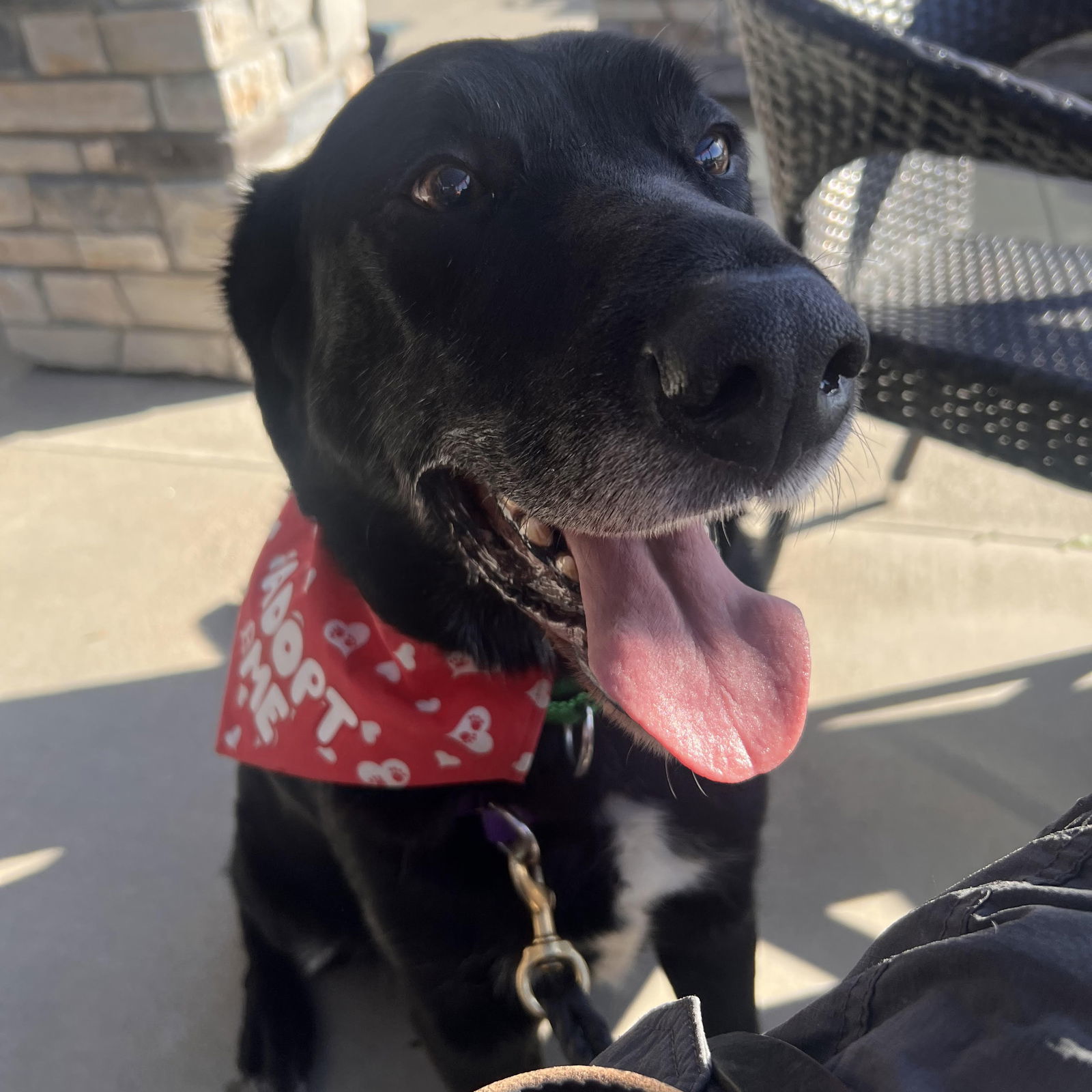 Rigatoni, an adoptable Labrador Retriever in Fargo, ND, 58103 | Photo Image 1