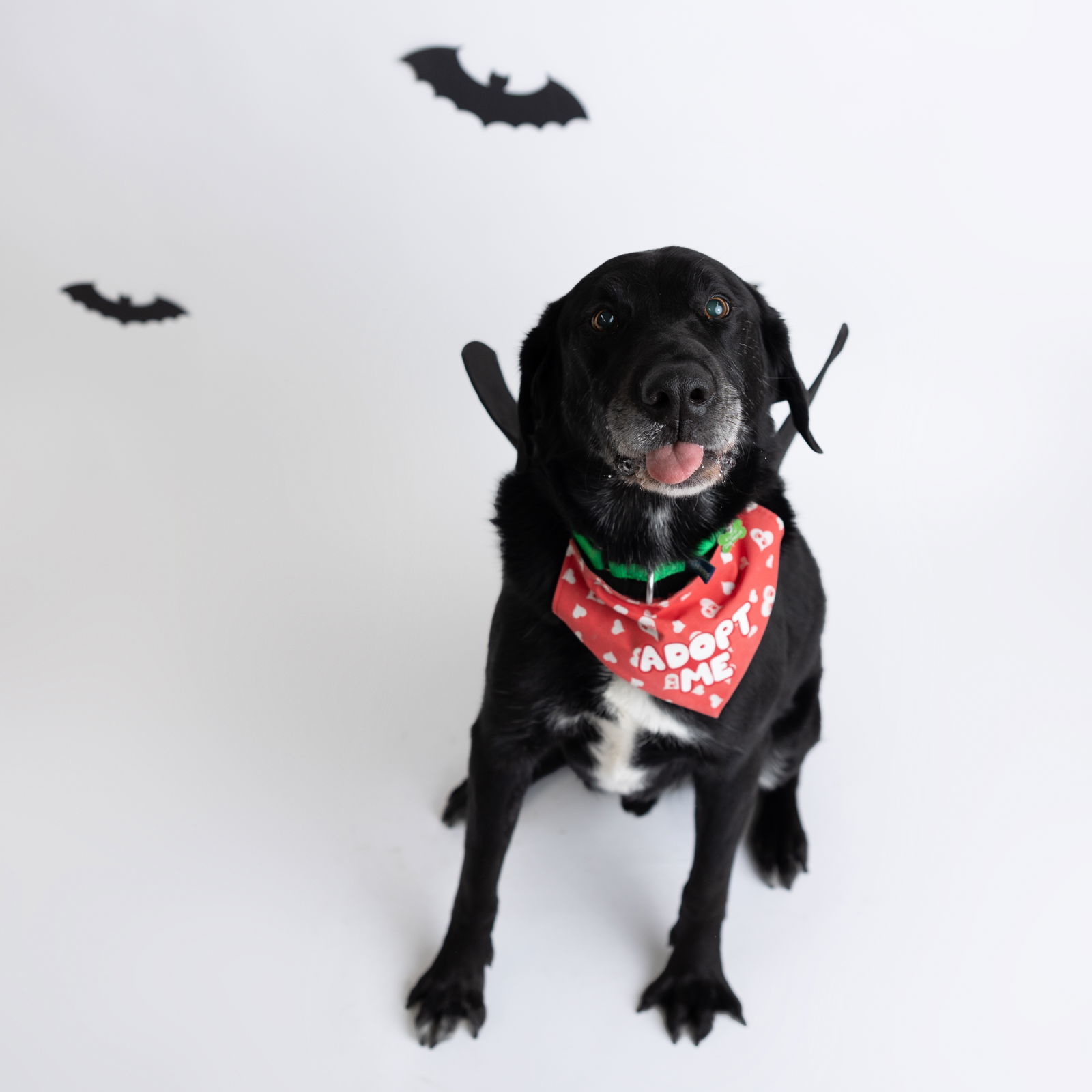 Rigatoni, an adoptable Labrador Retriever in Fargo, ND, 58103 | Photo Image 1