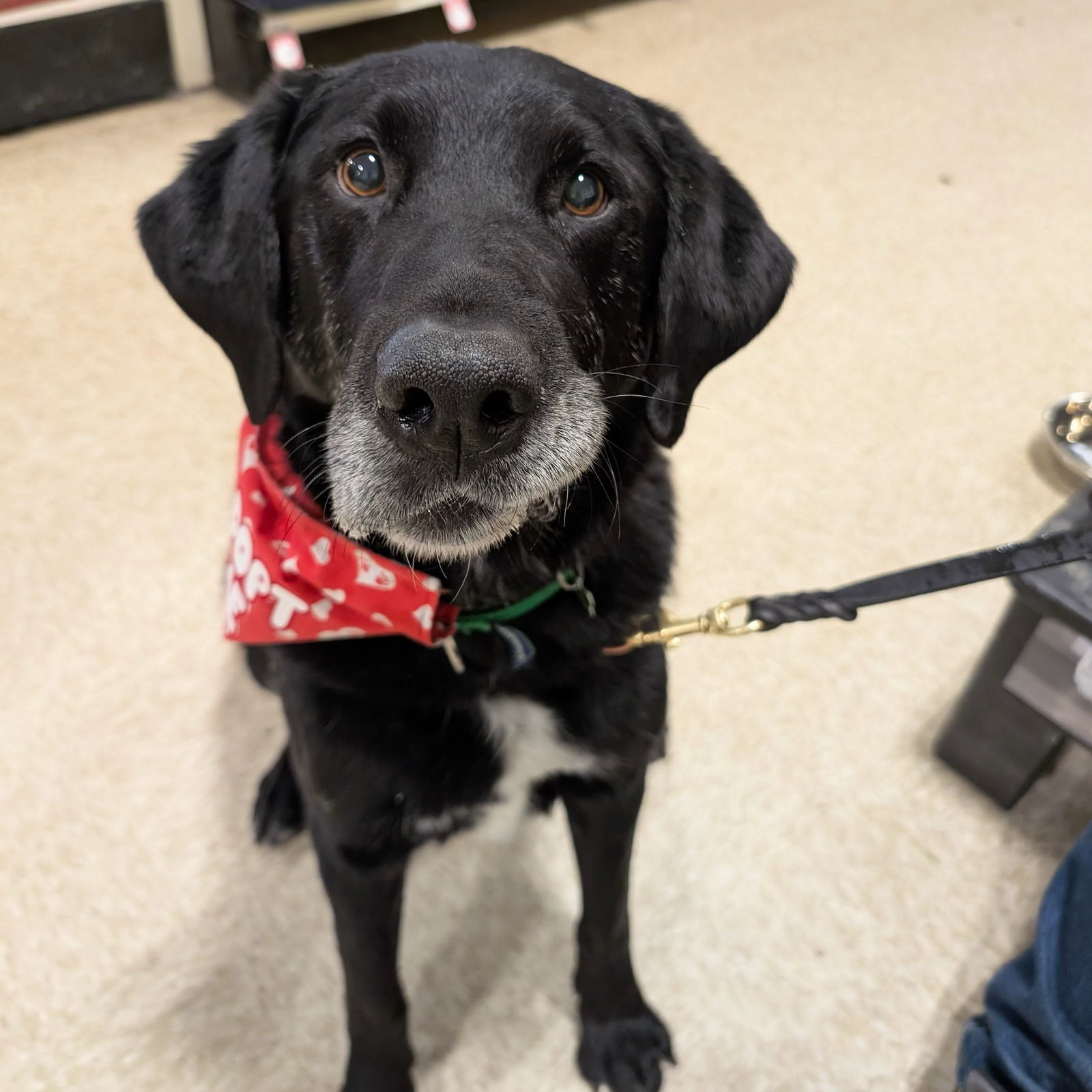 Rigatoni, an adoptable Labrador Retriever in Fargo, ND, 58103 | Photo Image 1