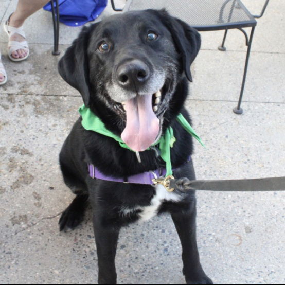 Rigatoni, an adoptable Labrador Retriever in Fargo, ND, 58103 | Photo Image 2