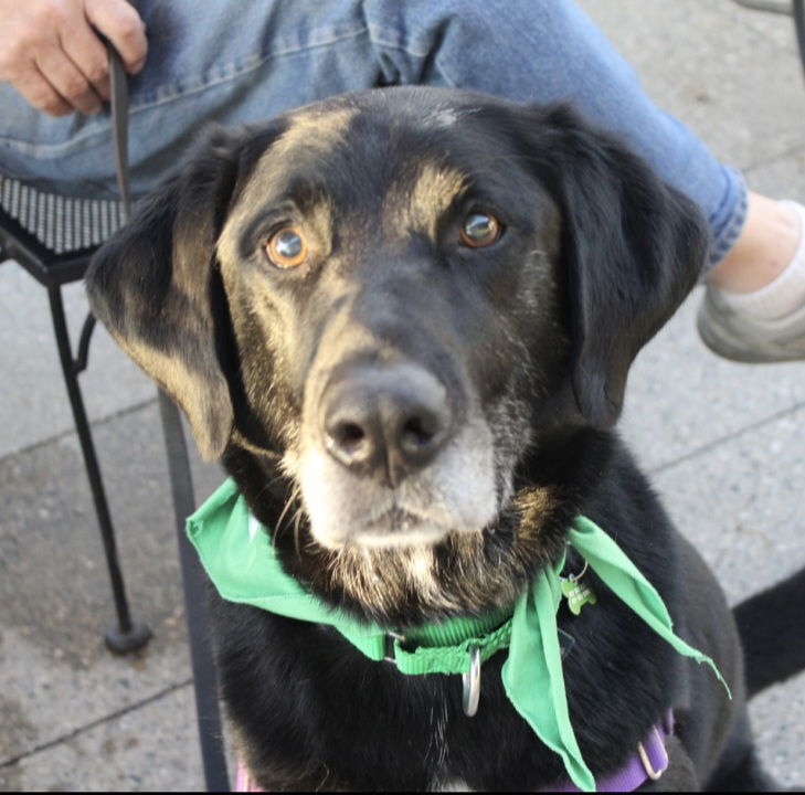 Rigatoni, an adoptable Labrador Retriever in Fargo, ND, 58103 | Photo Image 3