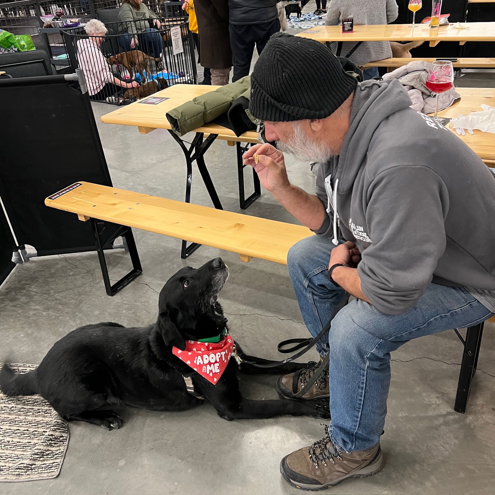 Rigatoni, an adoptable Labrador Retriever in Fargo, ND, 58103 | Photo Image 3