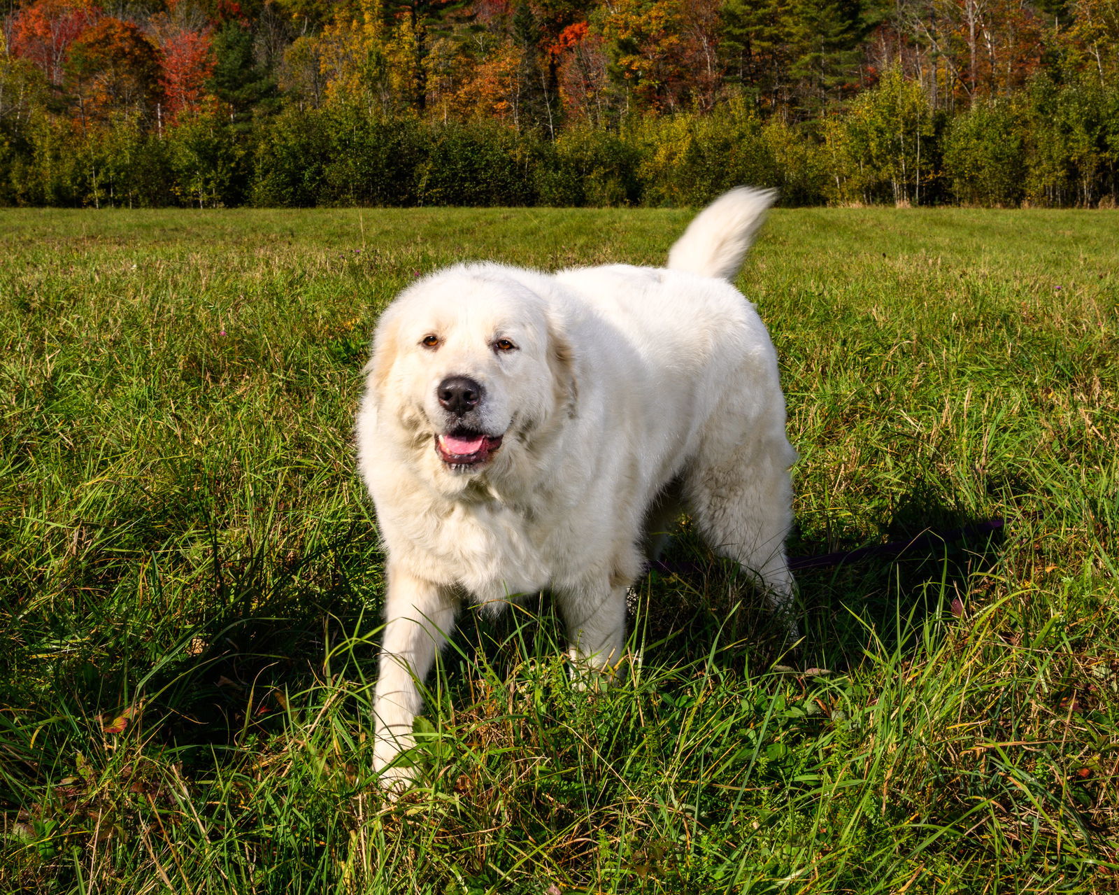 WYNTER in NH, an adoptable Great Pyrenees in Croydon, NH, 03773 | Photo Image 3