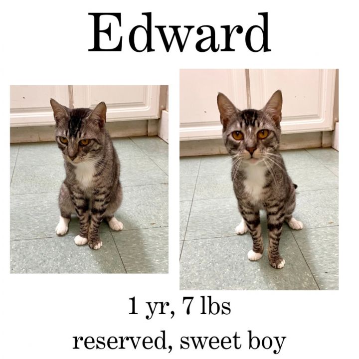 Edward 1