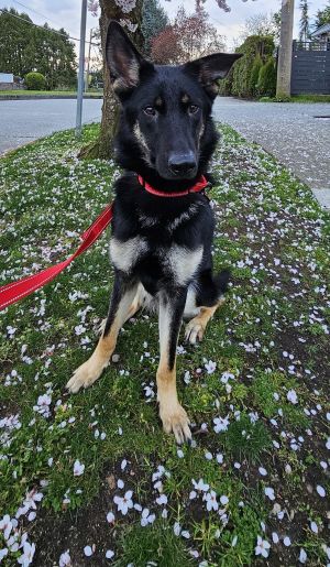 Animal Profile Athena is an estimated 2-year-old spayed female German Shepherd mix rescued from San