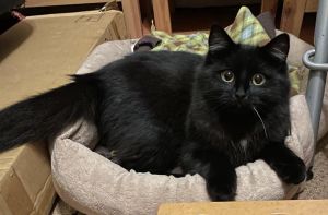 Hello there Cutie pie Moxie herepleased to meet you I am a SUPER playful kitty just under a yea