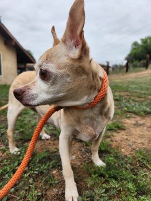 Spicy is a 12-year-old 12-pound female chihuahua mix from San Diego Spicy is classic old lady chi 