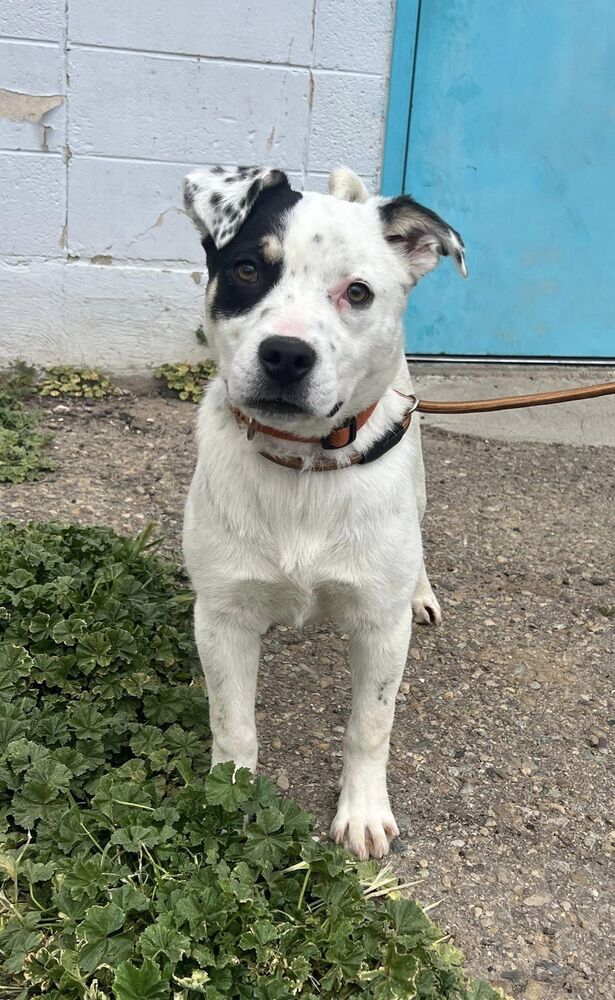 Mango, an adoptable Australian Cattle Dog / Blue Heeler in Cortez, CO, 81321 | Photo Image 4