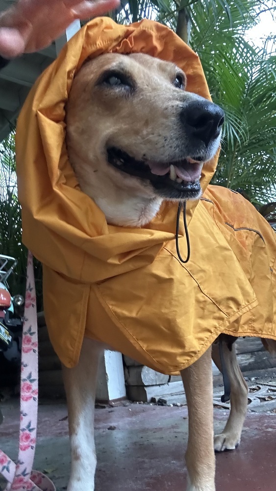Rosie