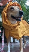 Rosie photo 1
