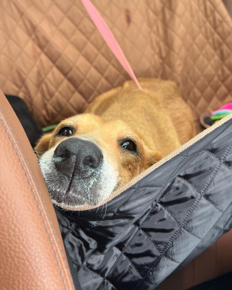 Rosie