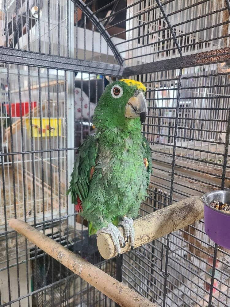 Parrot for adoption - Chicken, an Amazon in West Mifflin, PA | Petfinder