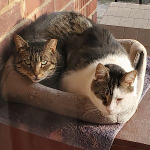 Claude and Jordan: Courtesy Post Domestic Short Hair Cat