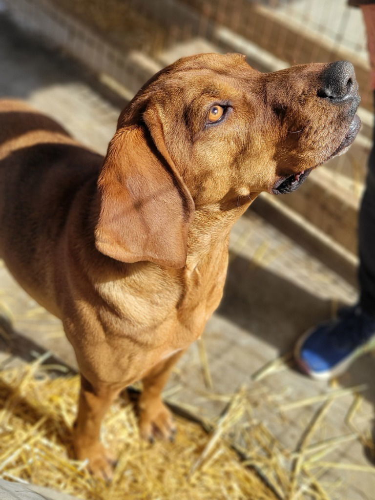 Dapper Dan