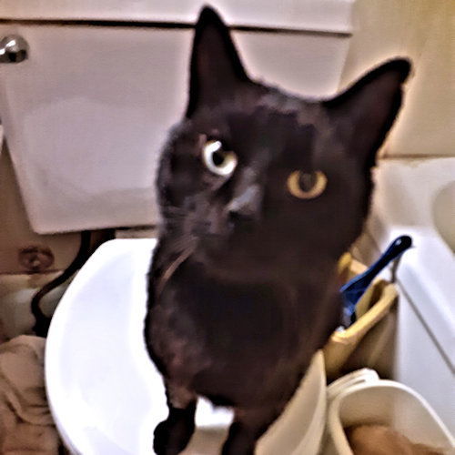 Charcoal, an adoptable Domestic Short Hair in Rutherfordton, NC, 28139 | Photo Image 1