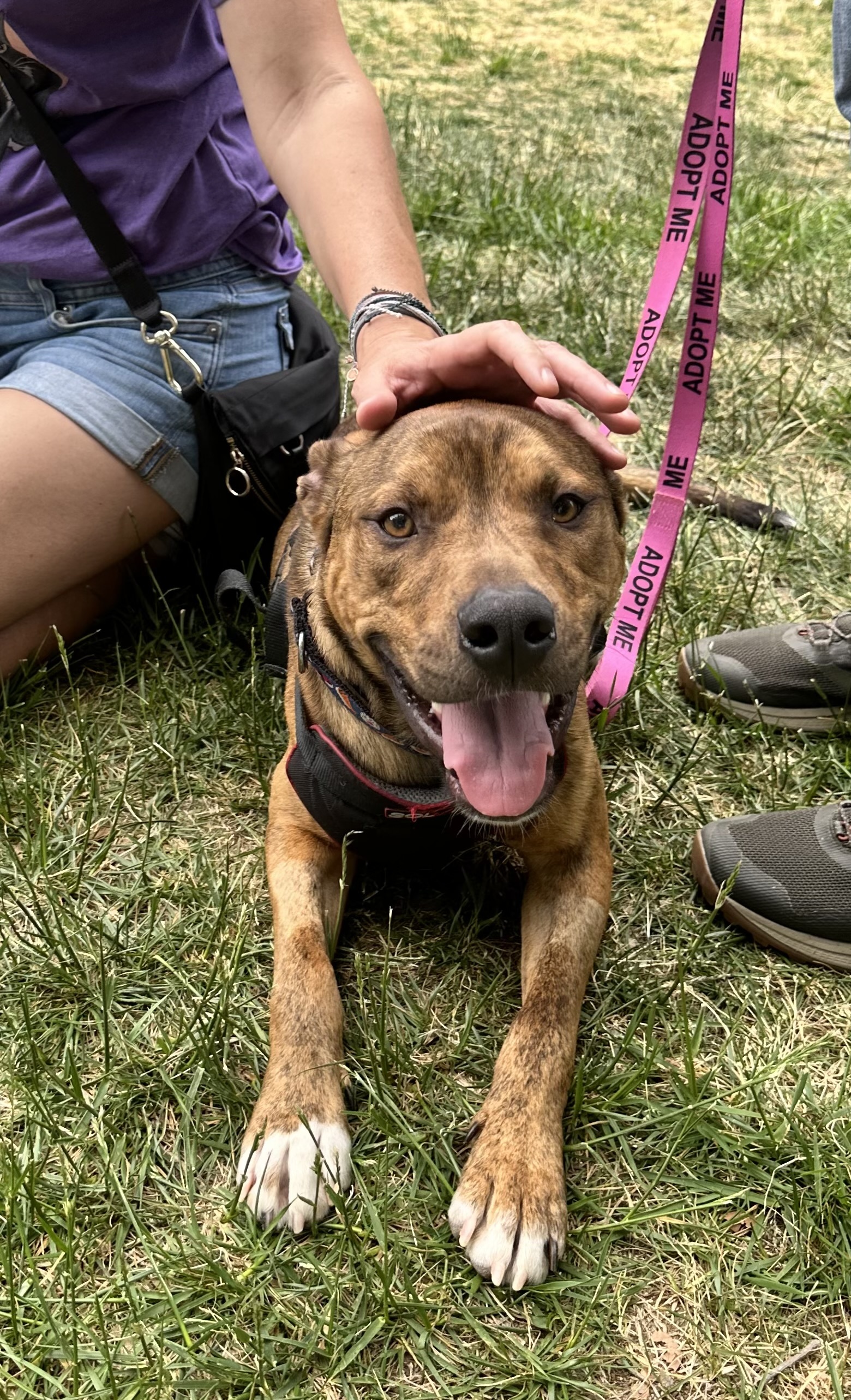 Peanut Brittle, an adoptable Pit Bull Terrier, Plott Hound in Raleigh, NC, 27616 | Photo Image 2