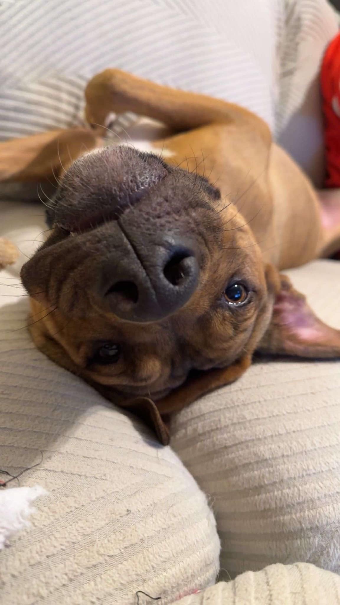 Peanut Brittle, an adoptable Pit Bull Terrier, Plott Hound in Raleigh, NC, 27616 | Photo Image 1