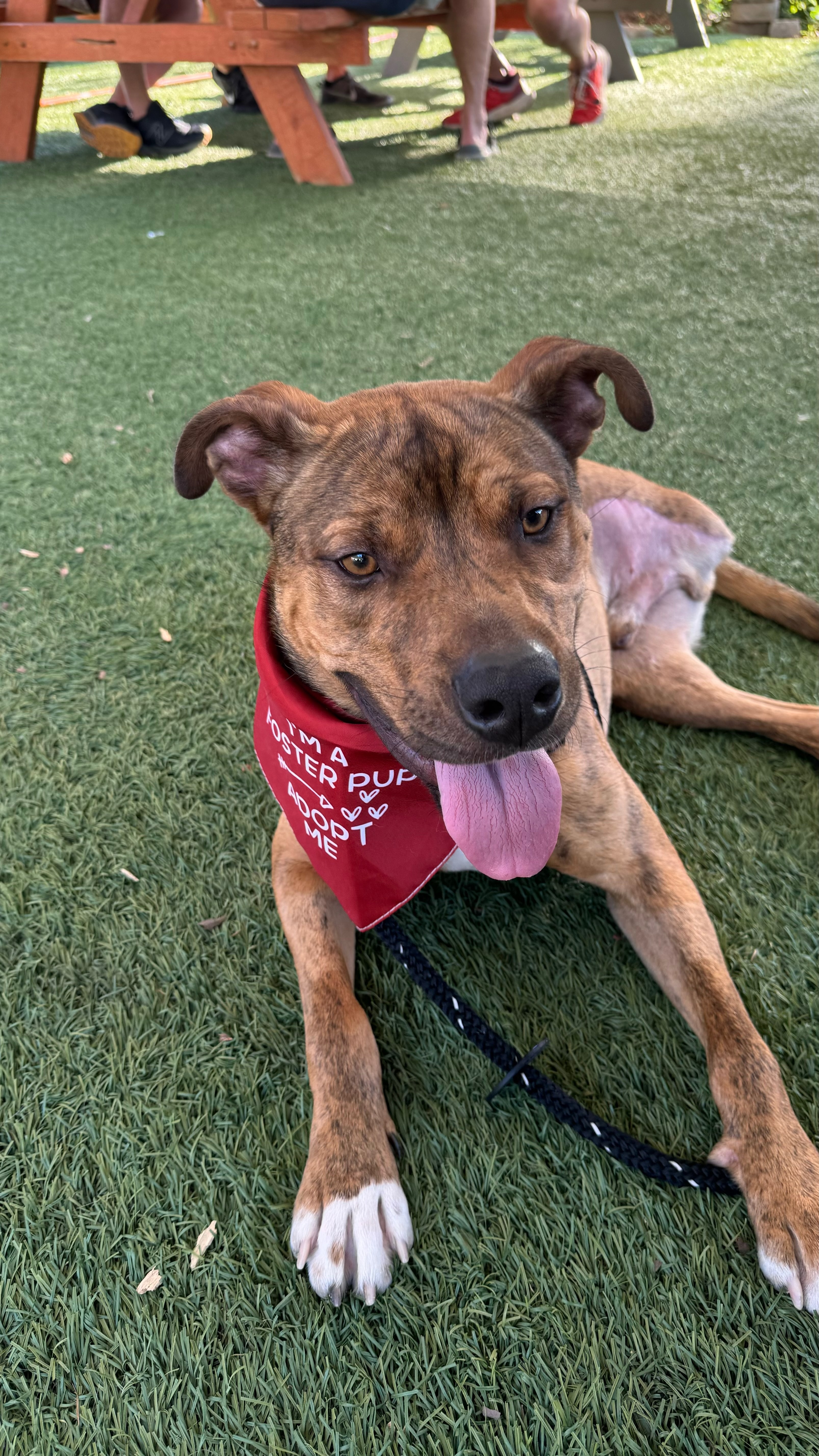 Peanut Brittle, an adoptable Pit Bull Terrier, Plott Hound in Raleigh, NC, 27616 | Photo Image 4