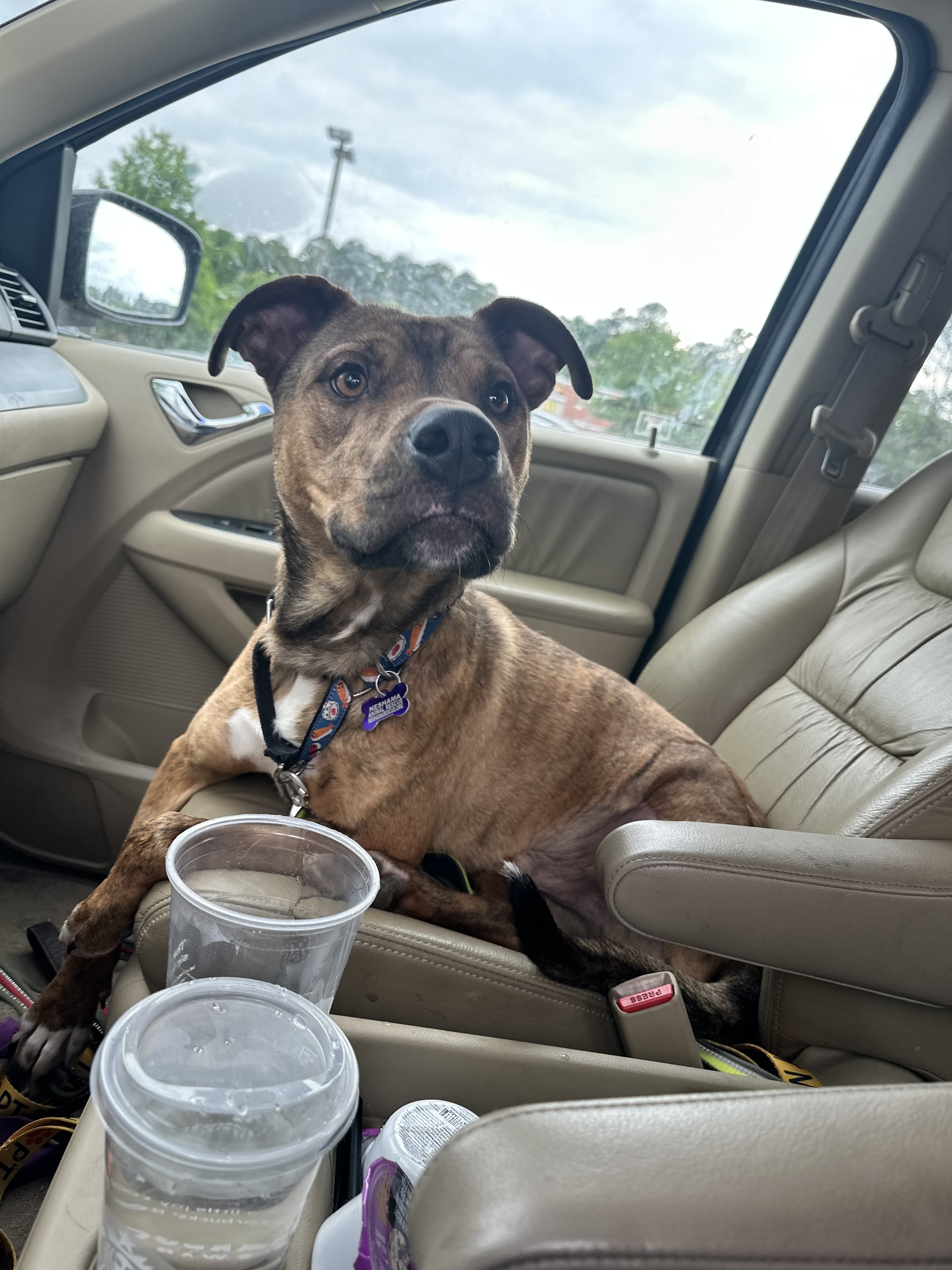 Peanut Brittle, an adoptable Pit Bull Terrier, Plott Hound in Raleigh, NC, 27616 | Photo Image 5