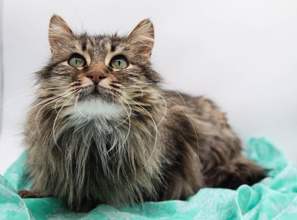 Jadie, an adoptable Domestic Long Hair in Muskegon, MI, 49444 | Photo Image 1