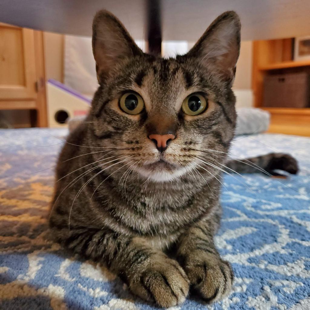 Tippi C15040 (Sponsored), an adoptable Domestic Short Hair in Minnetonka, MN, 55345 | Photo Image 2