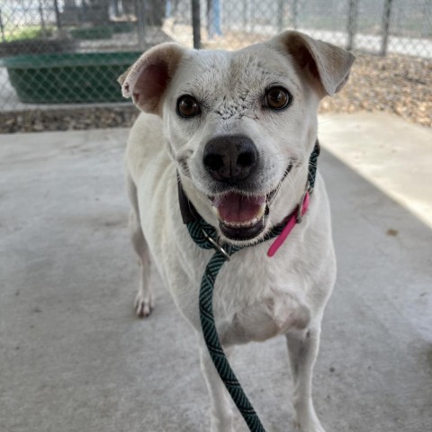 Crystal, an adoptable Labrador Retriever in Corpus Christi, TX, 78415 | Photo Image 1