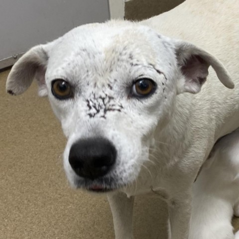 Crystal, an adoptable Labrador Retriever in Corpus Christi, TX, 78415 | Photo Image 2