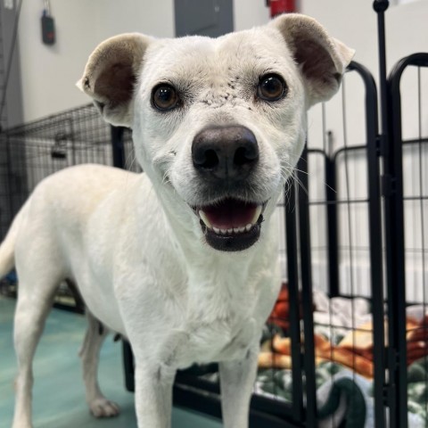 Crystal, an adoptable Labrador Retriever in Corpus Christi, TX, 78415 | Photo Image 3